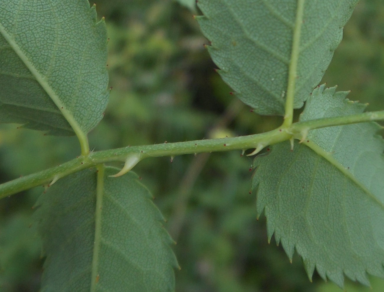 Rosa andegavensis / Rosa andegavense